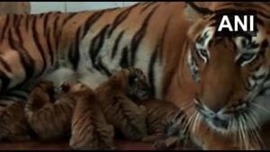 The image shows the tigress with her kids.(Twitter/@ANI) The image shows the tigress with her kids.(Twitter/@ANI)