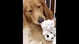 The image shows a blonde-furred doggo and a white furred-feline sitting together.(Reddit/@CAP_X) The image shows a blonde-furred doggo and a white furred-feline sitting together.(Reddit/@CAP_X)