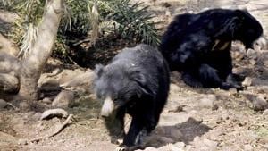 Wildlife officials said the mother bear and its cub were crossing the Podabalanda-Badmal road under Rairakhol forest division early on Saturday when an unknown vehicle hit them killing both the animals. (Image used for representation).(HT FILE PHOTO.) Wildlife officials said the mother bear and its cub were crossing the Podabalanda-Badmal road under Rairakhol forest division early on Saturday when an unknown vehicle hit them killing both the animals. (Image used for representation).(HT FILE PHOTO.)
