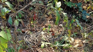 The IEDs were planted along a jungle track that used by both security forces and villagers.(HT PHOTO) The IEDs were planted along a jungle track that used by both security forces and villagers.(HT PHOTO)
