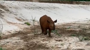 The cute video has now prompted people to share various comments.(Twitter/@SheldrickTrust)