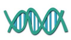 Research published in the journal Science has established a new reference genome assembly and identified more than 85 million genetic variants in the rhesus macaque, the largest database of genetic variation for anyone nonhuman primate species to date.(ANI) Research published in the journal Science has established a new reference genome assembly and identified more than 85 million genetic variants in the rhesus macaque, the largest database of genetic variation for anyone nonhuman primate species to date.(ANI)