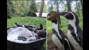 The image is a screengrab from the video shared by Oregon Zoo.(Twitter/@oregonzoo) The image is a screengrab from the video shared by Oregon Zoo.(Twitter/@oregonzoo)