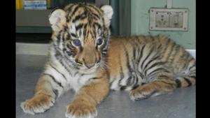 The mother of the cub had abandoned the cub inside the jungle of Kaziranga Tiger Reserve. (representational image) The mother of the cub had abandoned the cub inside the jungle of Kaziranga Tiger Reserve. (representational image)