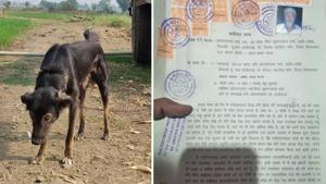 The dog that farmer Omnarayan Verma named in his will as his heir.(HT PHOTO) The dog that farmer Omnarayan Verma named in his will as his heir.(HT PHOTO)