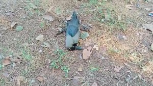 The National High Security Animal Disease Laboratory (NHSADL) in Bhopal confirmed that the cows died of bird flu.(HT PHOTO) The National High Security Animal Disease Laboratory (NHSADL) in Bhopal confirmed that the cows died of bird flu.(HT PHOTO)