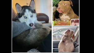 The image is a screengrab taken from the compilation of adorable doggo videos.(Instagram/@weratedogs) The image is a screengrab taken from the compilation of adorable doggo videos.(Instagram/@weratedogs)
