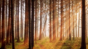 There is no clinical evidence to prove low levels of Vitamin D lead to severe Covid-19 symptoms but there is a definite connect between the “sunshine vitamin” and immune responses to the disease, say experts as the pandemic spreads across the world and concerns mount over a new mutant strain.(Pixabay) There is no clinical evidence to prove low levels of Vitamin D lead to severe Covid-19 symptoms but there is a definite connect between the “sunshine vitamin” and immune responses to the disease, say experts as the pandemic spreads across the world and concerns mount over a new mutant strain.(Pixabay)