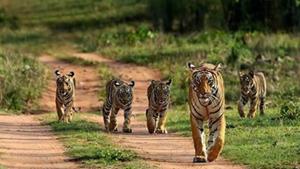 The Delhi zoo, which is closed until January 31 because of Covid-19 restrictions, currently has a pair of normal coated tigers and five white tigers.(HT photo) The Delhi zoo, which is closed until January 31 because of Covid-19 restrictions, currently has a pair of normal coated tigers and five white tigers.(HT photo)