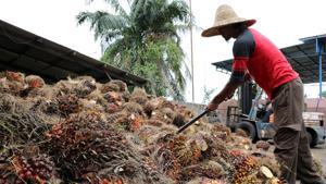 The US imported USD 410 million of crude palm oil from Malaysia in fiscal year 2020, representing a third of the total value shipped in.(Reuters file photo. Representative image) The US imported USD 410 million of crude palm oil from Malaysia in fiscal year 2020, representing a third of the total value shipped in.(Reuters file photo. Representative image)
