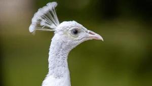 The image shows a white peacock. (Representative image)(Unsplash) The image shows a white peacock. (Representative image)(Unsplash)