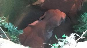 The well is located in a private land and visuals from the spot show the animal standing inside the well in a cramped manner with its legs covered deep in the slush.(HT PHOTO.) The well is located in a private land and visuals from the spot show the animal standing inside the well in a cramped manner with its legs covered deep in the slush.(HT PHOTO.)