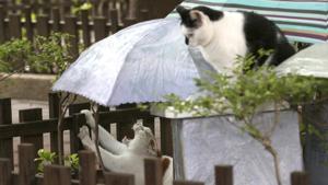 Street cats "Flower," left, and "Pipi" wait to be fed a Midnight Cafeteria in Taipei, Taiwan.(AP) Street cats "Flower," left, and "Pipi" wait to be fed a Midnight Cafeteria in Taipei, Taiwan.(AP)
