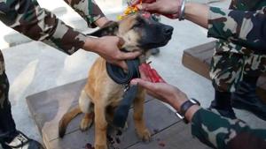 The pups will now be trained for infantry patrol and anti-terrorist roles at the Bhanu training academy over the next few months.(AP) The pups will now be trained for infantry patrol and anti-terrorist roles at the Bhanu training academy over the next few months.(AP)