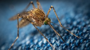 A study lead by a team of researchers from Virginia Tech and Harvard T.H. Chan School of Public Health claimed that multiple bouts of blood-feeding by mosquitoes shorten the incubation period for malaria parasites and increase malaria transmission potential.(Unsplash) A study lead by a team of researchers from Virginia Tech and Harvard T.H. Chan School of Public Health claimed that multiple bouts of blood-feeding by mosquitoes shorten the incubation period for malaria parasites and increase malaria transmission potential.(Unsplash)