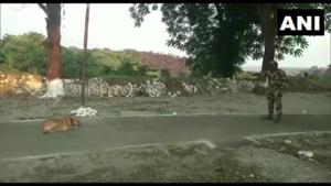 The training process of the dogs will take at least a year.(Twitter/@ANI) The training process of the dogs will take at least a year.(Twitter/@ANI)
