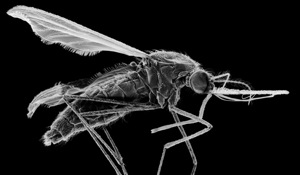 Researchers report that new mutations that enhance resistance to a drug used to prevent malaria in pregnant women and children are already common in countries fighting the disease.(Yahoo) Researchers report that new mutations that enhance resistance to a drug used to prevent malaria in pregnant women and children are already common in countries fighting the disease.(Yahoo)