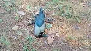 Dead crows due to Bird flu in Jhalawar.photo-ht Dead crows due to Bird flu in Jhalawar.photo-ht