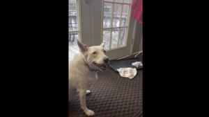 The image shows a white-furred doggo.(Reddit/@niqdisaster) The image shows a white-furred doggo.(Reddit/@niqdisaster)