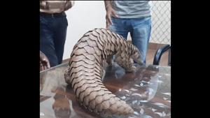 The image shows the rescued pangolin.(ANI) The image shows the rescued pangolin.(ANI)