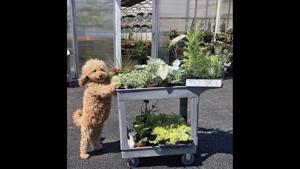 The photograph shows a brown-furred doggo standing next to a crate of plants.(Twitter/@FrickinDelanie) The photograph shows a brown-furred doggo standing next to a crate of plants.(Twitter/@FrickinDelanie)