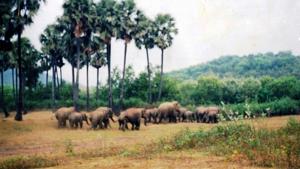 According to the villagers, wild animals including wild boars, jackals, rabbits and many birds have made the forest their home. Every year a herd of around a dozen elephants also come and stay in the forest for some months.(HT PHOTO.) According to the villagers, wild animals including wild boars, jackals, rabbits and many birds have made the forest their home. Every year a herd of around a dozen elephants also come and stay in the forest for some months.(HT PHOTO.)