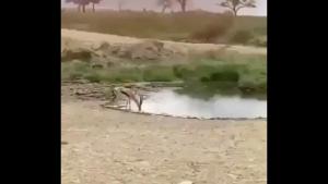 The image shows a gazelle drinking water in the wild.(Twitter/@anandmahindra) The image shows a gazelle drinking water in the wild.(Twitter/@anandmahindra)