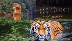 5 Ranthambore attractions, from Royal Bengal Tiger to Padmavati’s sati site(Twitter/ranthamborepark) 5 Ranthambore attractions, from Royal Bengal Tiger to Padmavati’s sati site(Twitter/ranthamborepark)