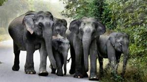 Chhattisgarh had asked Centre last year not to auction coal blocks under Hasdeo Arand and Lemru elephant reserve. Chhattisgarh had asked Centre last year not to auction coal blocks under Hasdeo Arand and Lemru elephant reserve.