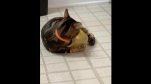 The images shows a cat named Chippy hugging a golden-coloured balloon.(Reddit/@juveitalia1200) The images shows a cat named Chippy hugging a golden-coloured balloon.(Reddit/@juveitalia1200)