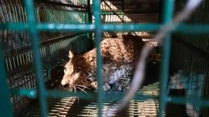 The image shows the rescued leopard in Darjeeling.(ANI) The image shows the rescued leopard in Darjeeling.(ANI)