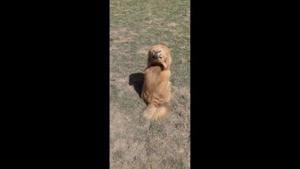 The image shows a dog named Kiko(Instagram/@kayatheshepherd) The image shows a dog named Kiko(Instagram/@kayatheshepherd)