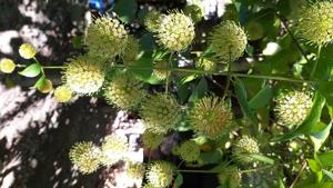 Smooth Uncaria (Uncaria laevigata) named Ningol Khoidumlei.(Photo source: Dr Kh Shamungou) Smooth Uncaria (Uncaria laevigata) named Ningol Khoidumlei.(Photo source: Dr Kh Shamungou)