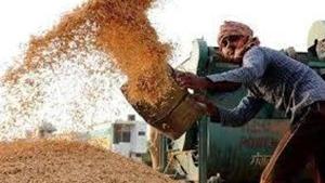The Centre had earlier given in principle approval to take 60 lakh MT rice from the state in the central pool. (HT Photo) The Centre had earlier given in principle approval to take 60 lakh MT rice from the state in the central pool. (HT Photo)