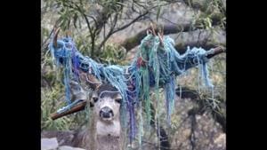 The image shows a buck.(Facebook/@CaliforniaDFW) The image shows a buck.(Facebook/@CaliforniaDFW)
