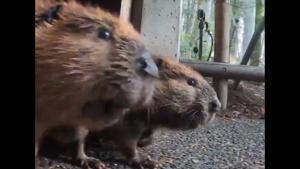 The image shows the beavers.(Twitter/@OregonZoo) The image shows the beavers.(Twitter/@OregonZoo)