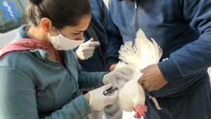 An animal husbandry department official collecting blood samples from poultry birds at a farm in Barwala in Panchkula district, where over 1 lakh birds have perished since last month.(Sant Arora/HT) An animal husbandry department official collecting blood samples from poultry birds at a farm in Barwala in Panchkula district, where over 1 lakh birds have perished since last month.(Sant Arora/HT)