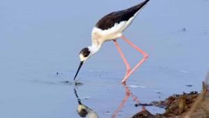 Covering an approx area of 1,100 sq km, the lagoon is the largest wintering ground for migratory birds in India. It welcomes numerous species of endangered birds every winter season.(HT PHOTO.) Covering an approx area of 1,100 sq km, the lagoon is the largest wintering ground for migratory birds in India. It welcomes numerous species of endangered birds every winter season.(HT PHOTO.)