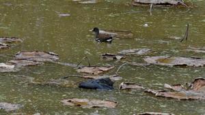 Identified as a common coot, its carcass was found at the regulatory end of the lake.(Ravi Kumar/HT) Identified as a common coot, its carcass was found at the regulatory end of the lake.(Ravi Kumar/HT)