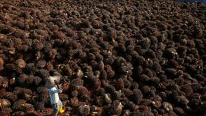 Global palm oil supply is expected to be tight this year because of heavy rains caused by the La Nina weather pattern.(Reuters file photo) Global palm oil supply is expected to be tight this year because of heavy rains caused by the La Nina weather pattern.(Reuters file photo)