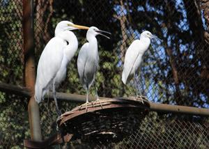 The Chhatbir Zoo walk-in aviary (pictured here) has been closed for five days.(HT Photo) The Chhatbir Zoo walk-in aviary (pictured here) has been closed for five days.(HT Photo)