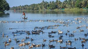 Farmers guide ducks towards a cage for culling, following detection of Avian Influenza (H5N8) at four places, in Alappuzha district of Kerala on Tuesday.(PTI Photo) Farmers guide ducks towards a cage for culling, following detection of Avian Influenza (H5N8) at four places, in Alappuzha district of Kerala on Tuesday.(PTI Photo)