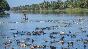 Farmers guide ducks towards a cage for their culling, following detection of bird flu at four places, in Alappuzha district of Kerala on January 5.(PTI) Farmers guide ducks towards a cage for their culling, following detection of bird flu at four places, in Alappuzha district of Kerala on January 5.(PTI)