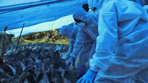 Health workers in protective suits begin culling of ducks after H5N8 strain of bird flu was detected among domestic birds in Alappuzha district, Kerala state, India, Tuesday, Jan.5, 2021.(AP) Health workers in protective suits begin culling of ducks after H5N8 strain of bird flu was detected among domestic birds in Alappuzha district, Kerala state, India, Tuesday, Jan.5, 2021.(AP)