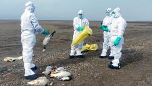 Wildlife officials collecting carcasses of birds that died due to bird flu (H5N1) in the Pong Dam wetland in Kangra district of Himachal Pradesh. At least five states in India have reported bird deaths due to the avian flu in the past one week, following which the Centre has issued an advisory asking all states to test droppings of migratory and poultry birds to prevent the spread. (HT Photo) Wildlife officials collecting carcasses of birds that died due to bird flu (H5N1) in the Pong Dam wetland in Kangra district of Himachal Pradesh. At least five states in India have reported bird deaths due to the avian flu in the past one week, following which the Centre has issued an advisory asking all states to test droppings of migratory and poultry birds to prevent the spread. (HT Photo)