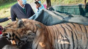 The tiger’s body was recovered from the jungle on Thursday morning.(HT photo) The tiger’s body was recovered from the jungle on Thursday morning.(HT photo)