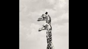 The image was shared on Instagram by Sheldrick Wildlife Trust.(Instagram/@sheldricktrust) The image was shared on Instagram by Sheldrick Wildlife Trust.(Instagram/@sheldricktrust)