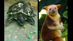 The image shows a turtle and a tree kangaroo.(Instagram/@PerthZoo) The image shows a turtle and a tree kangaroo.(Instagram/@PerthZoo)