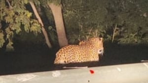 The image shows the leopard roaming around.(ANI)