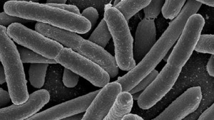 A microbe found in the colon and commonly associated with the development of colitis and colon cancer also may play a role in the development of some breast cancers, according to new research(ANI) A microbe found in the colon and commonly associated with the development of colitis and colon cancer also may play a role in the development of some breast cancers, according to new research(ANI)